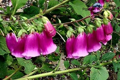 Flowers around  Lepchajagat