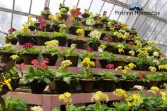 Cactus garden near Lepchajagat