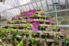 Cactus garden near Lepchajagat
