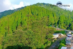 Pine forest around Lepchagagat