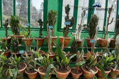 Cactus garden near Lepchajagat