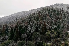 Snowfall at Lepchajagat