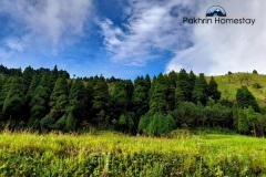 Pine forest near Lepchajagat