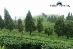 Tea gardens near Lepchajagat